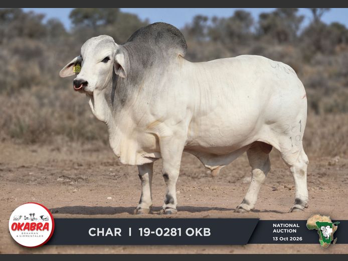19-0281OKB | OKABRA BRAHMANS