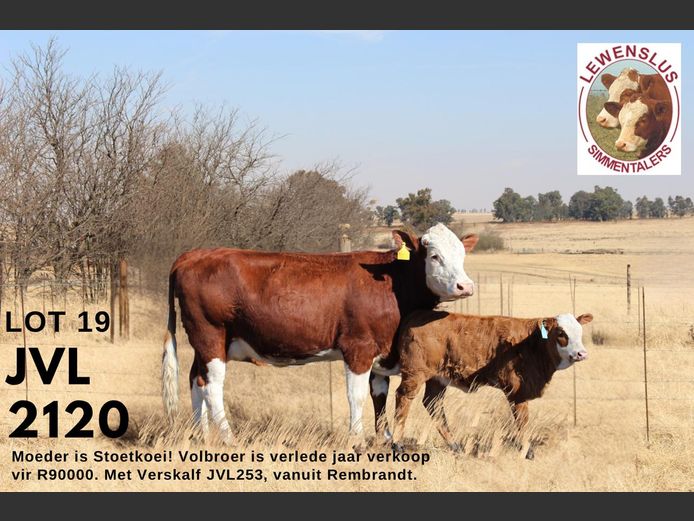 JVL2120 | JSH VAN DER LINGEN
