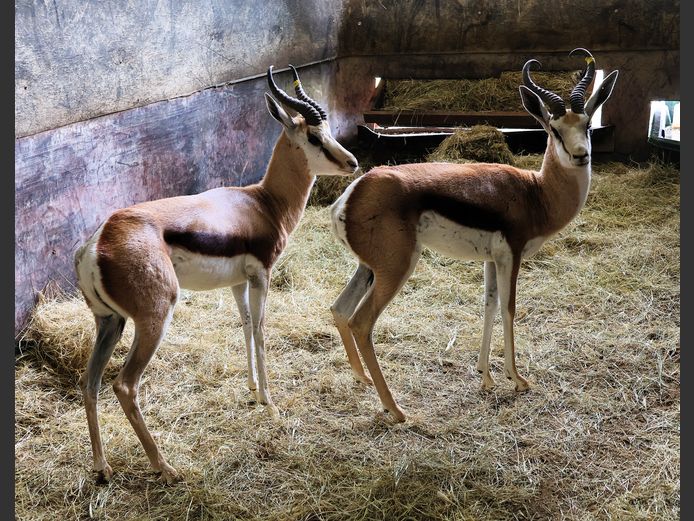 KALAHARI SPRINGBOK | BELLE LAINE
