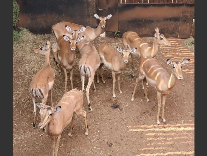 IMPALA