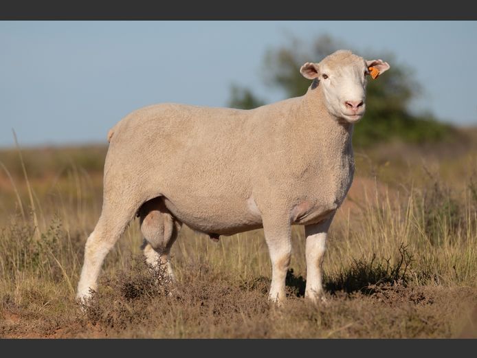 DZ 240122 | 2 STEYNS BOERDERY