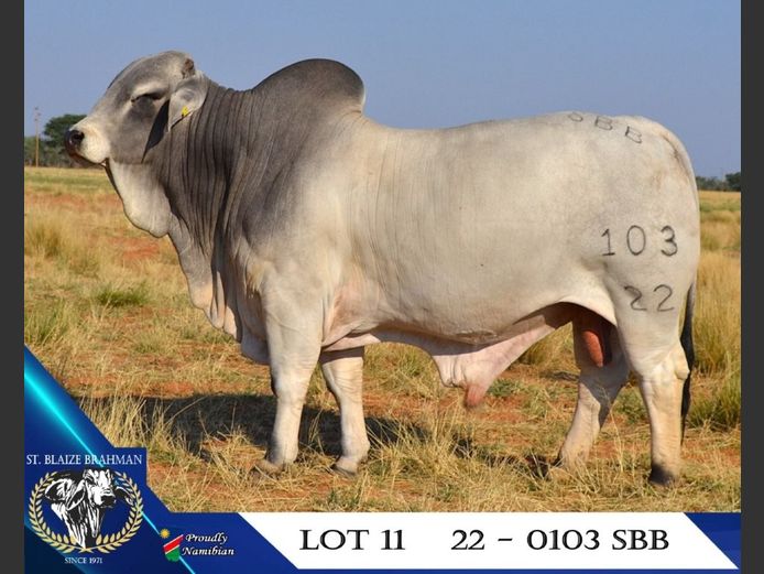 22-0103SBB | ST. BLAIZE BRAHMAN STOET