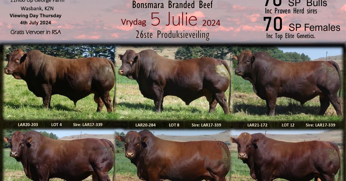 up-george-bonsmaras-26th-production-sale-swiftvee-south-africa-s