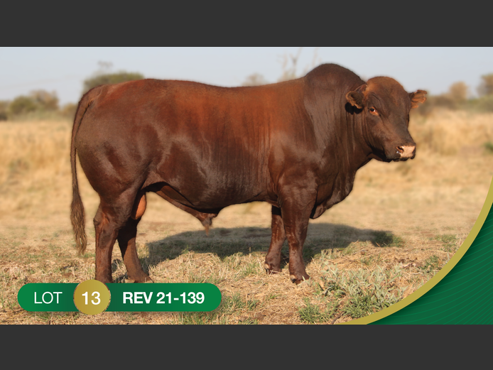 REV210139 | REVELAS BONSMARAS