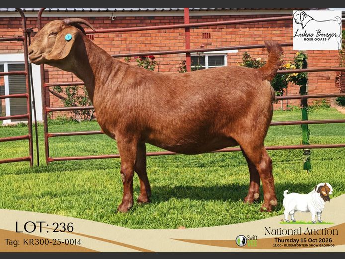 KR300-25-0014 | Lukas Burger Stoet