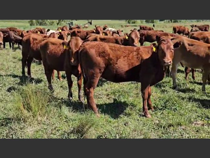 WEANERS