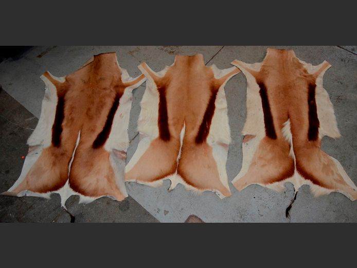 LOT: 3 x SPRINGBOK HIDES, 100 x 60cm