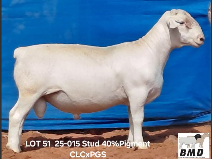 25-015 | BROER MARITZ DORPERS