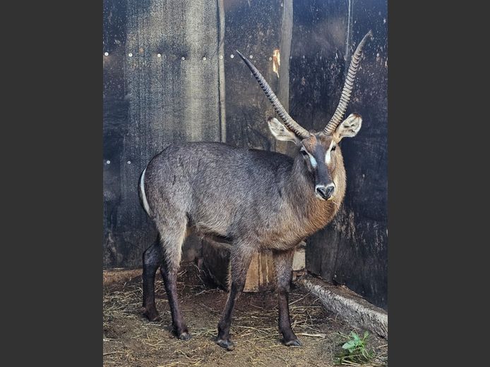 WATERBUCK | BIG HORN