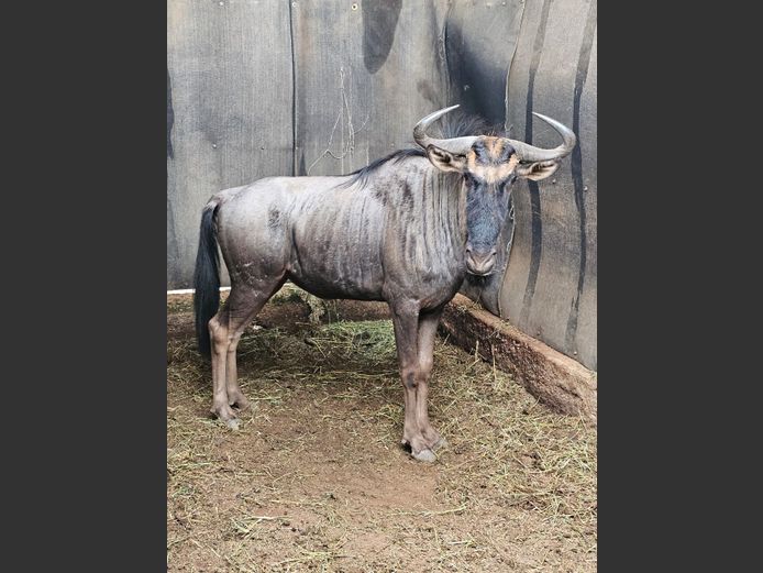 BLUE WILDEBEEST | BIRKEN VERVOER