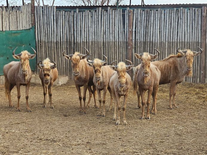 GOLDEN GNU | AYLESHAM TRUST