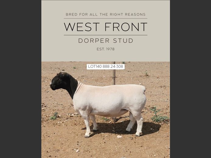 888 24 0308 | West Front Dorpers