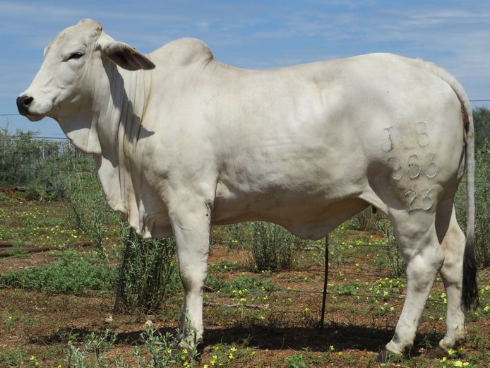 23-0963JLB | JLB BRAHMAN