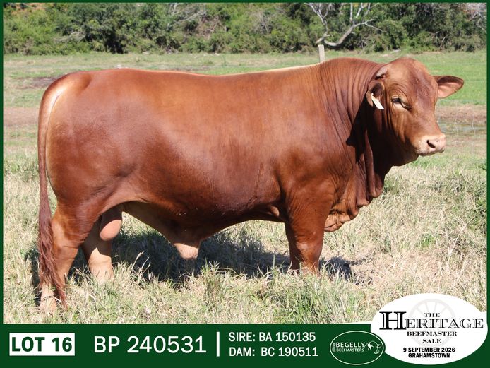 BP 240531 PcH | BEGELLY BEEFMASTERS