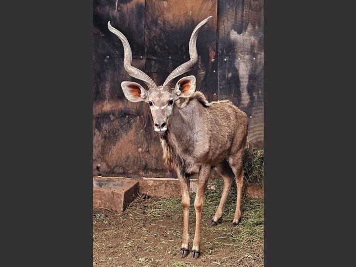 KUDU | MABALINGWE