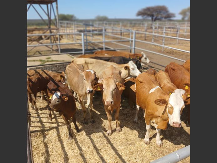 COWS WITH CALVES | DOLL FARMING PREMIUM AUCTION