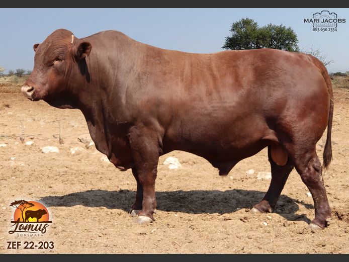 ZEF 220203 | LAMUS BONSMARA