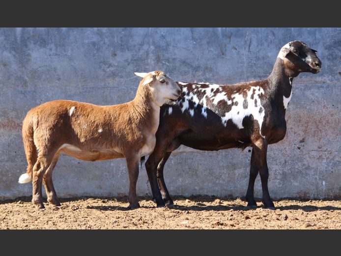 CRL 24.498 | Riaan Liebernberg - Hanri Meatmasters