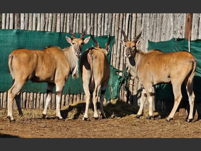 ELAND | MOUNT STUART BOERDERY