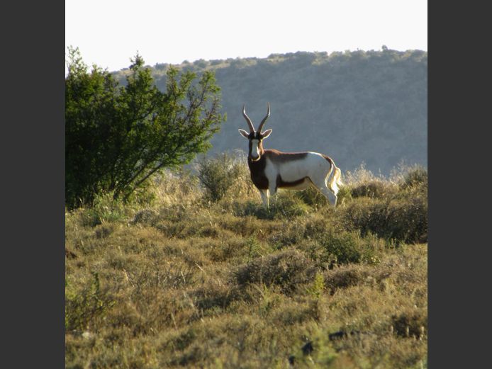 Saalrug Blesbok (Saddleback) | Smith Broers