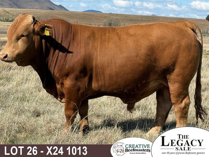 X241013 | CREATIVE BEEFMASTERS