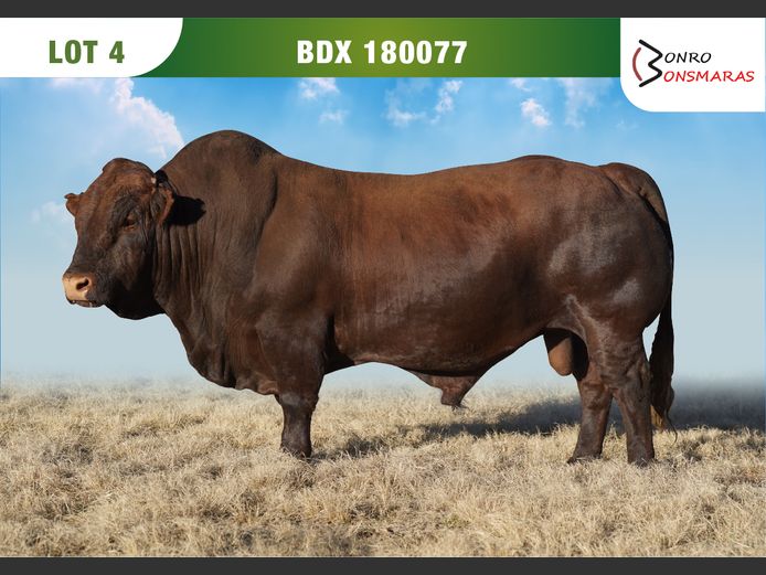 BDX 180077 | BONRO BONSMARAS