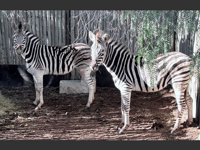 Zebras