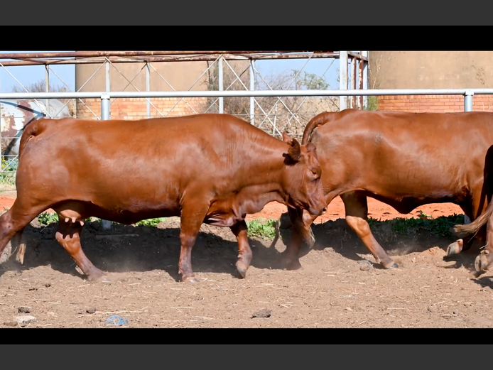 Commercial Animals | PE ROUX