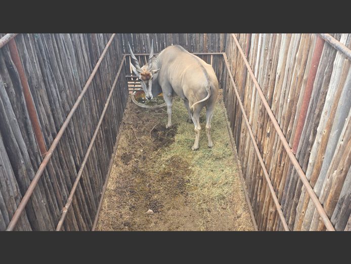 ELAND | HANLEY