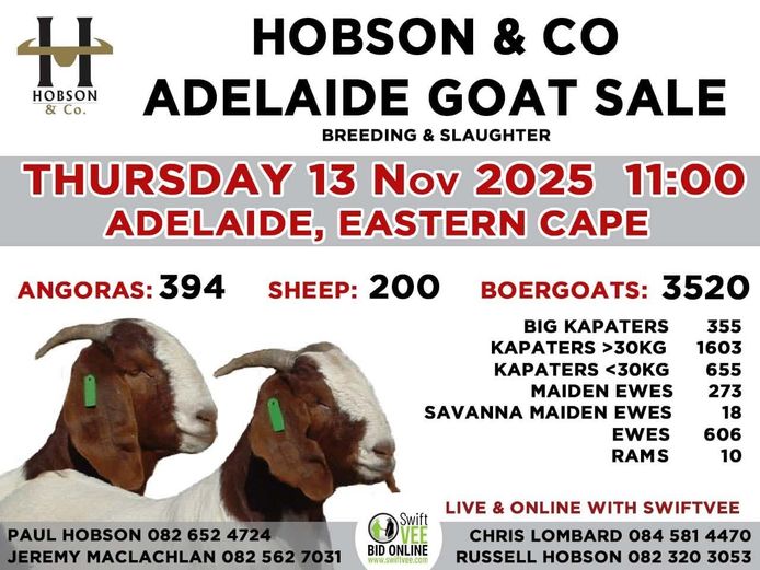 ADELAIDE GOAT SALE