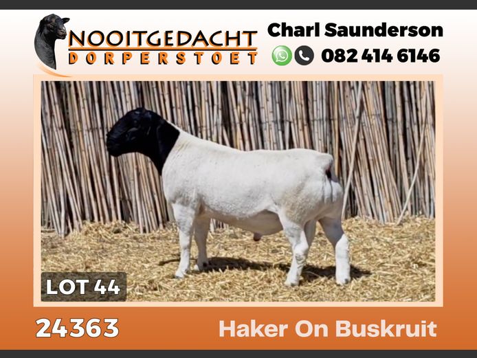 24363 | NOOITGEDACHT  DORPERS