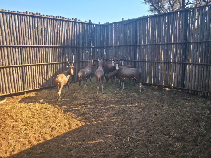 BLESBOK | NYLSVLEI