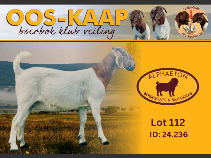 24-236 | Alphaeton Boergoats and Savannas