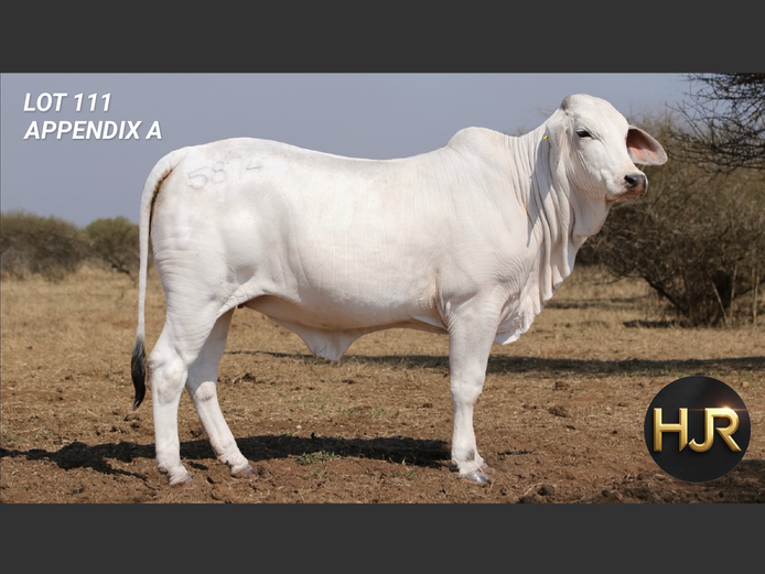 Commercial Animals | HJ ROETS