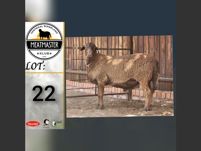 Ram | Ja-Nee Boerdery