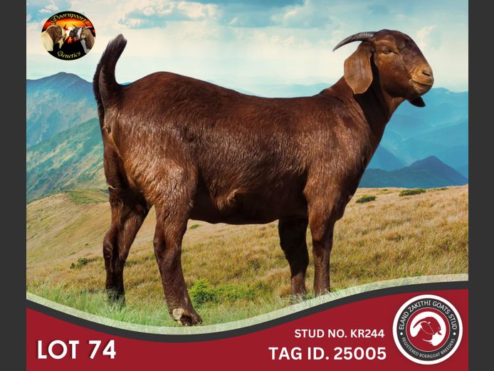 24425005 | ELAND ZAKITHI GOATS STUD