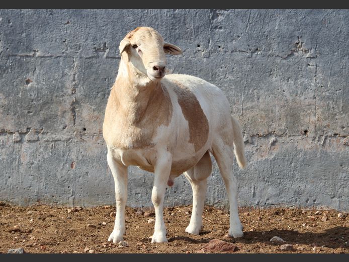 CRL 24.051 | Riaan Liebenberg - Hanri Meatmasters