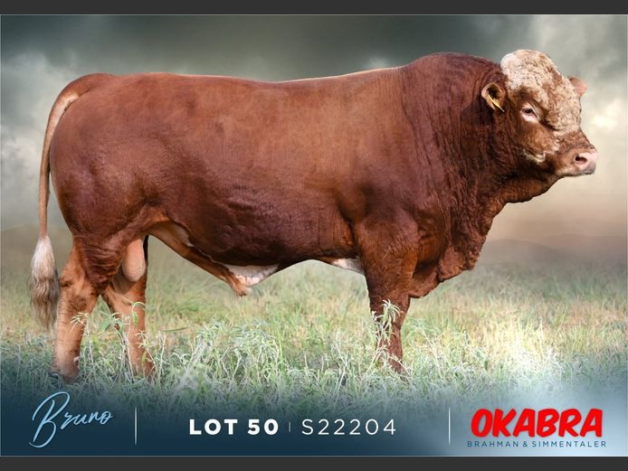 S22204 | OKASIM SIMMENTALERS