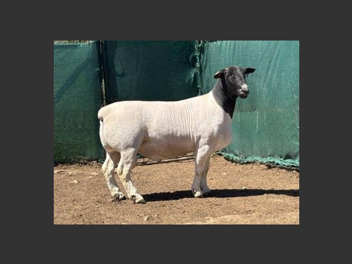 25154 | JACQUES LOUW - FARM RUITERSPOORT