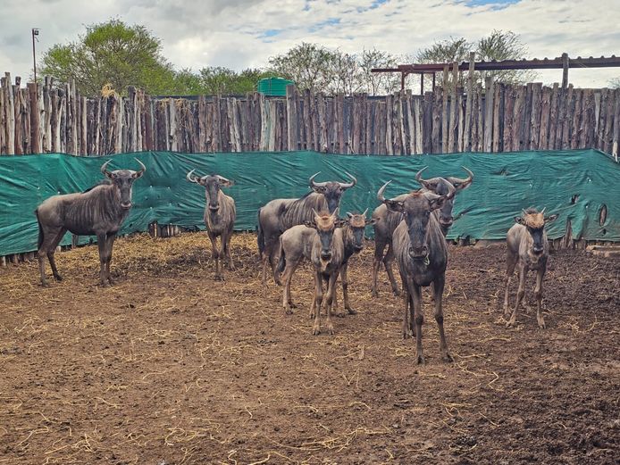 BLOUWILDEBEES | NONYA SAFARIS