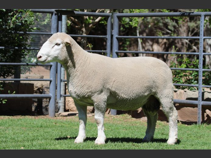 DZ 240148 | 2 STEYNS BOERDERY