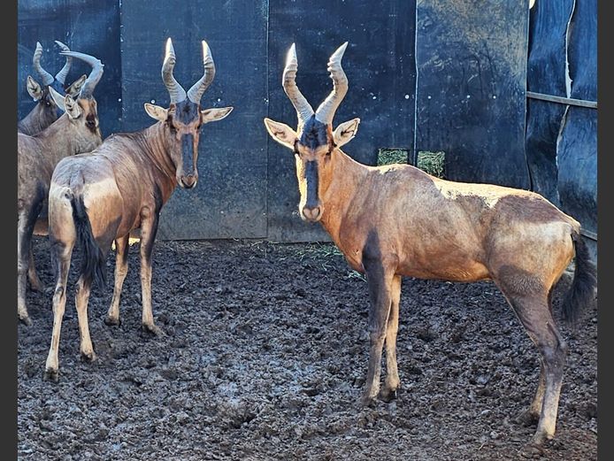 REDHARTEBEEST | HELICON