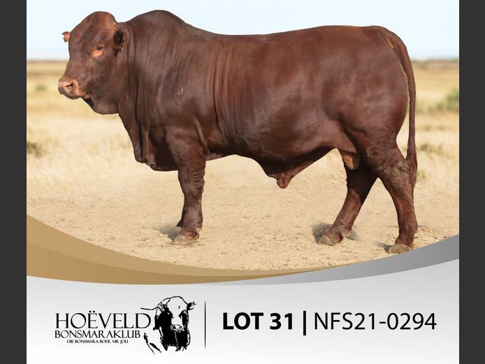 Vroulike Diere | Chris Oosthuizen / W+C Beefmasters