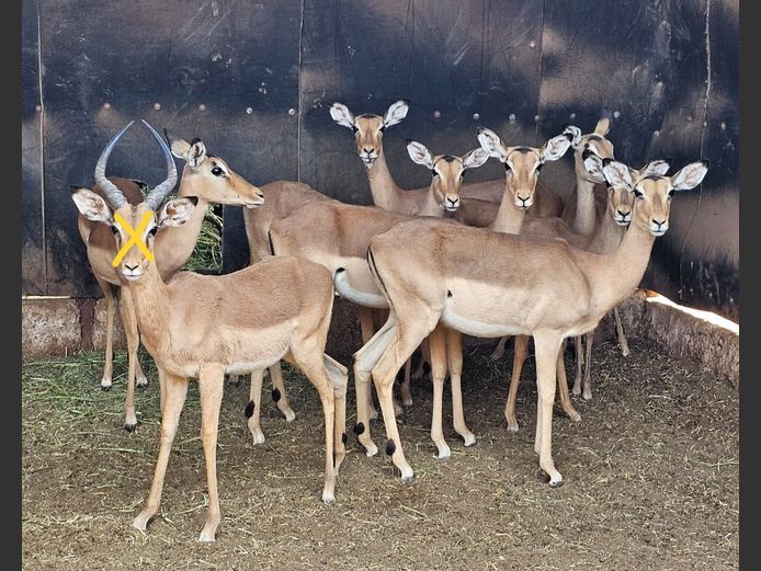 IMPALA - FLANKED | 3-SOUTH BDY