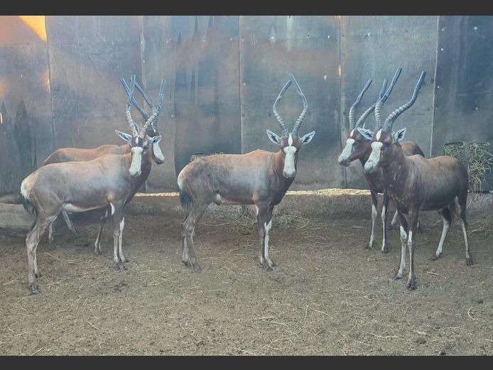 BLESBOK | MORGAN FARMSTEAD