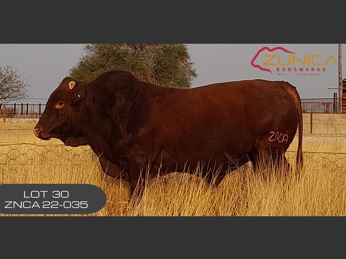ZNCA220023 | N.J. VAN HEERDEN