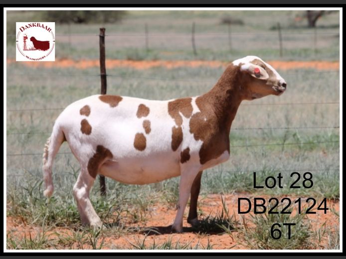 DB22124 | DANKBAAR MEATMASTERS