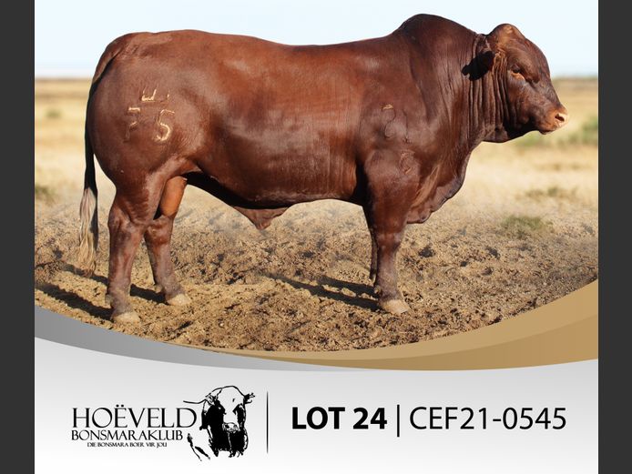 Vroulike Diere | Jannie Myburgh / Myburgh Boerdery