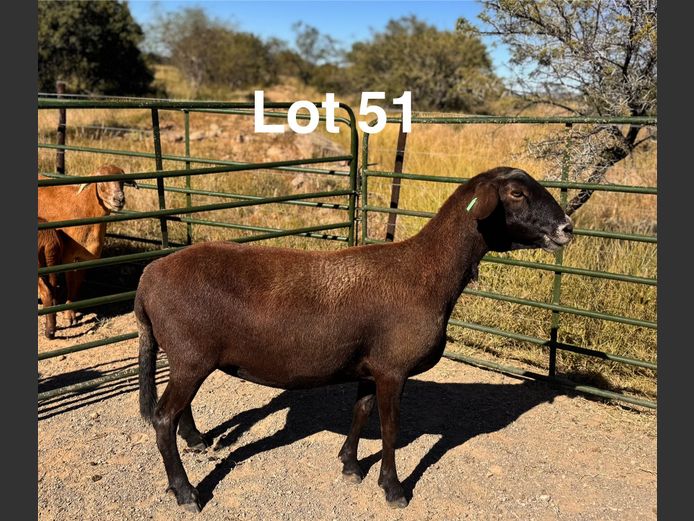 Ewes | S.Kirsten