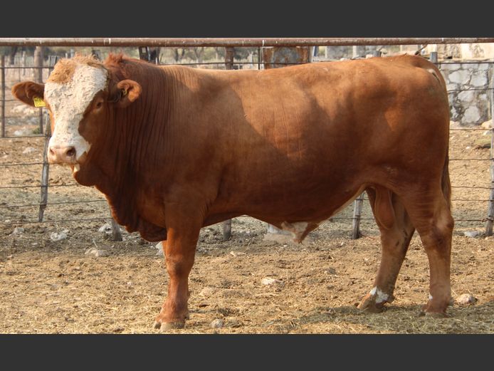 TG2211 | GUNZEL SIMMENTALER